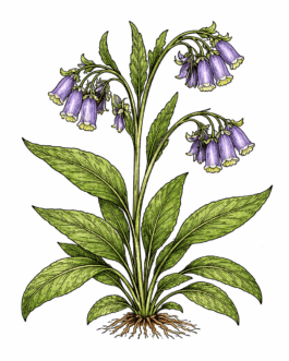 Comfrey