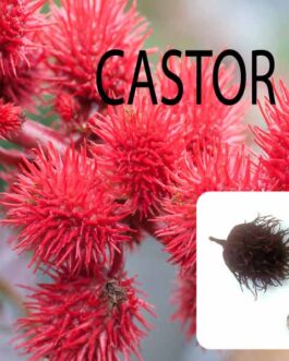 Castor Oil, Ricinus Communis