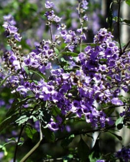 Balm mint 1:2