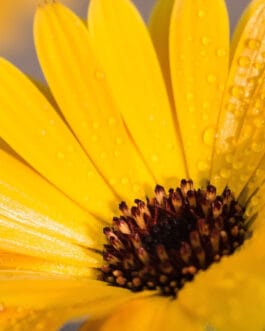Calendula aqueous
