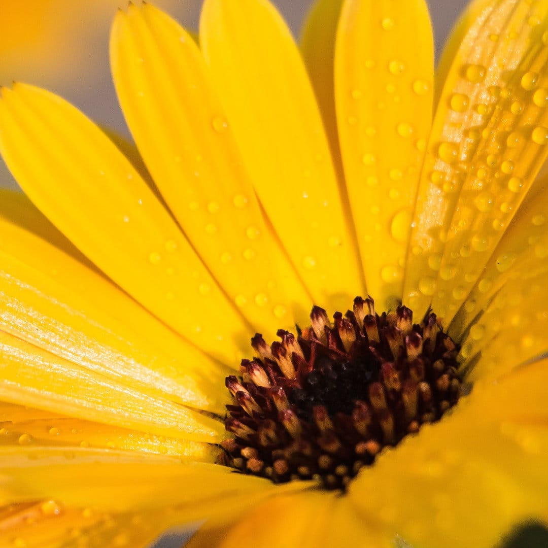 Calendula