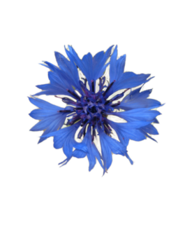 Cornflower ws