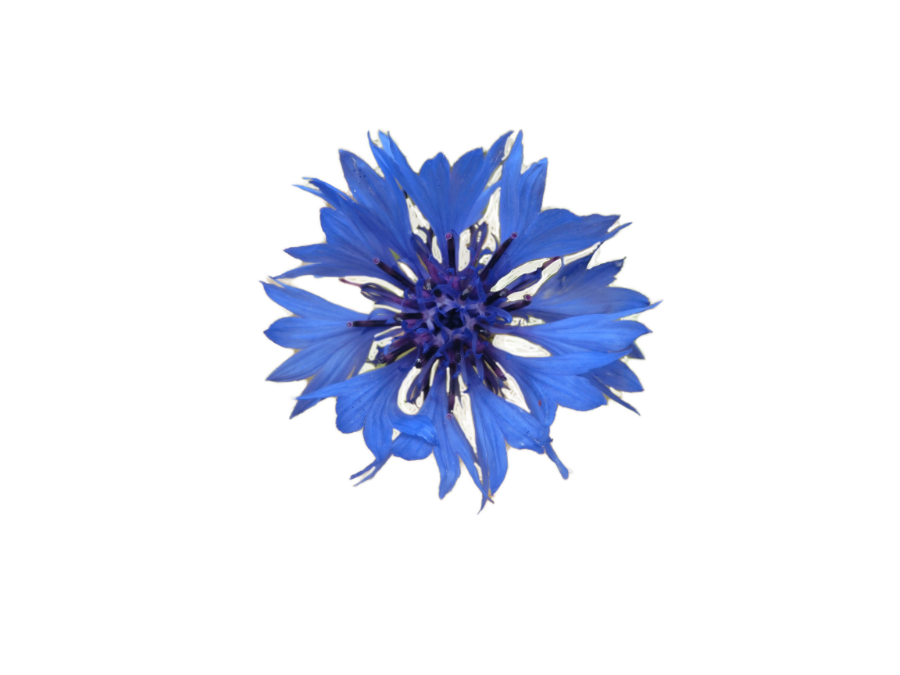corn flower