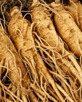 Ginseng Extract ws