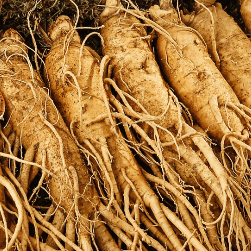 Ginseng