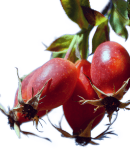 Rosehip Oil