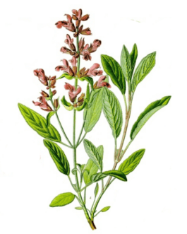 SAGE Extract w/s