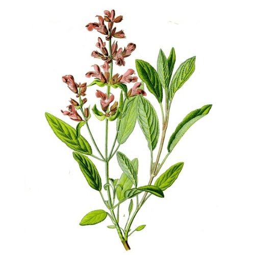 Sage