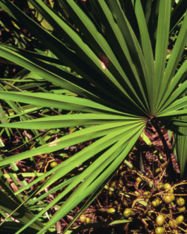 Saw Palmetto