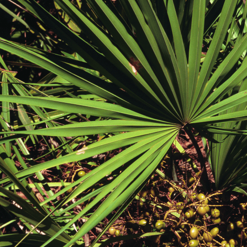 Saw Palmetto