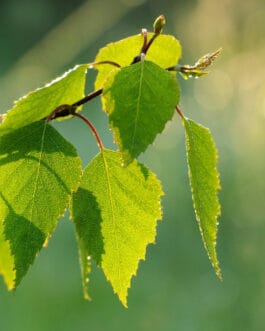 Birch aqueous extract