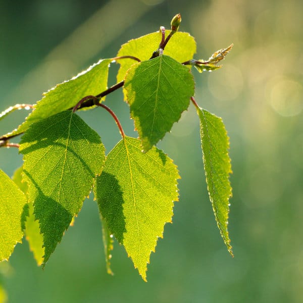 Birch