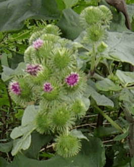 Burdock extract