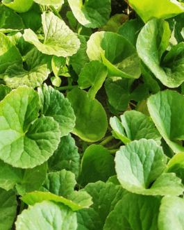 Centella Asiatica aqueous extract