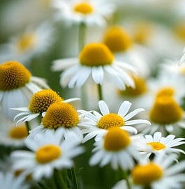 Chamomile aqueous extract