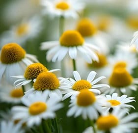 chamomile
