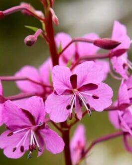 Rosebay Willowherb extract