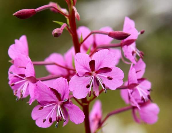 Rosebay Willowherb