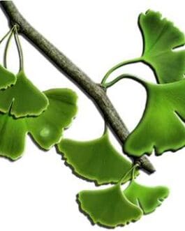 Ginkgo Extract WS