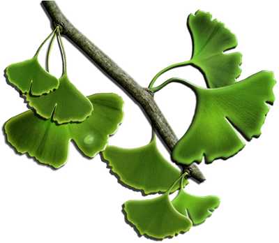Ginkgo Biloba