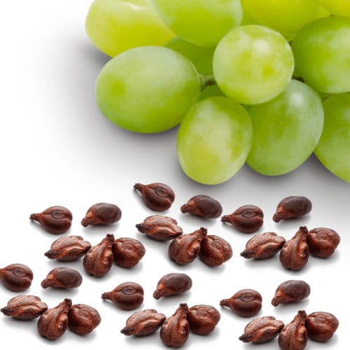 Grapeseed extract