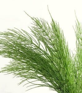 Horsetail Extract