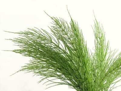 HorseTail