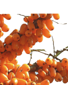 Sea Buckthorn Oil