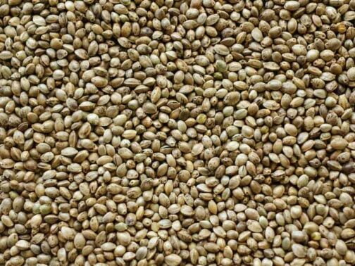 hemp seed